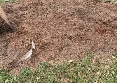 Quality Tree Specialist