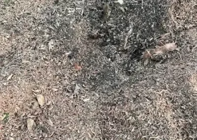 Reliable Tree Expert