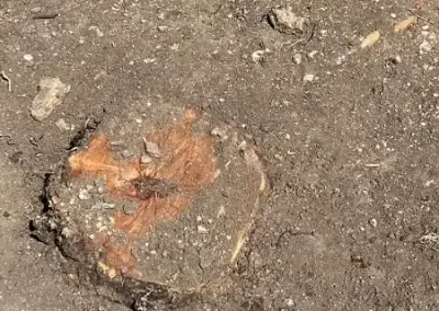 Top Local Tree Service